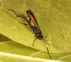 Probolus culpatorius