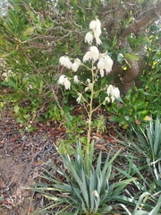 Yucca