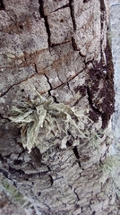 Ramalina fraxinea