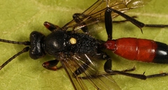 Probolus culpatorius