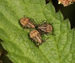 Rhopalidae