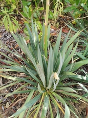 Yucca