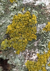 Xanthoria parietina