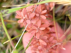 Acrothamnus colensoi