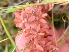Acrothamnus colensoi