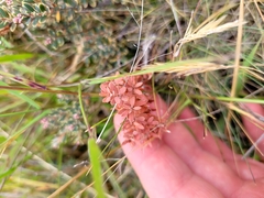 Acrothamnus colensoi