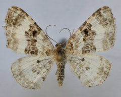 Epirrhoe rivata