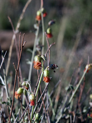 Hermannia cuneifolia