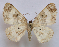 Epirrhoe rivata