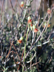 Hermannia cuneifolia