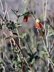 Hermannia cuneifolia