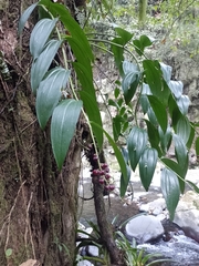 Maianthemum macrophyllum