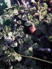 Hermannia desertorum