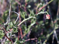 Hermannia desertorum