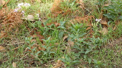 Saponaria officinalis