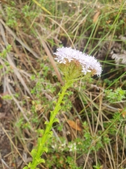 Pseudoselago serrata