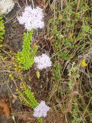 Pseudoselago serrata
