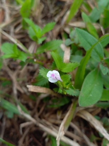 Lindernia ciliata iNat (2)