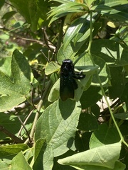 Xylocopa nasalis