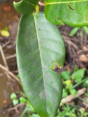 Ficus trigonata