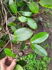 Ficus trigonata