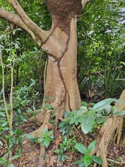 Ficus trigonata
