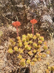 Crassula undulata