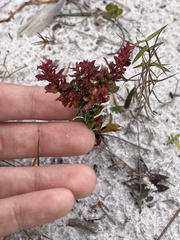 Hypericum tetrapetalum