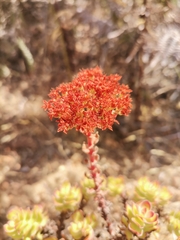 Crassula undulata