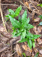 Ocotea leucoxylon