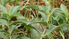 Saponaria officinalis