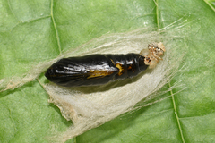 Plusia festucae