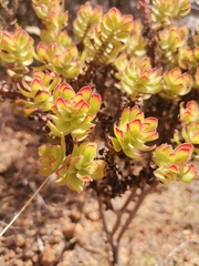 Crassula undulata