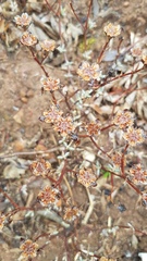 Lampranthus emarginatus