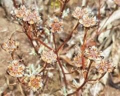 Lampranthus emarginatus