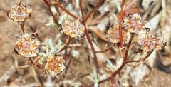 Lampranthus emarginatus