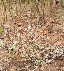 Lampranthus emarginatus