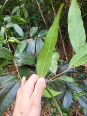 Licaria parvifolia