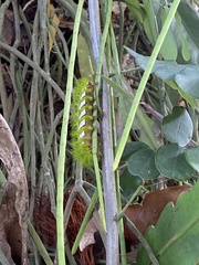 Automeris naranja
