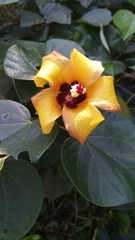 Hibiscus elatus