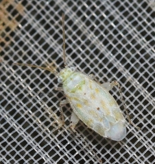 Atomoscelis onusta