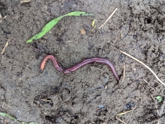 Eisenia fetida
