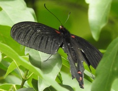 Papilio bootes