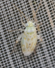 Atomoscelis onusta
