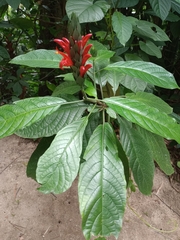 Pachystachys coccinea