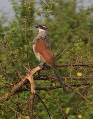 Centropus superciliosus