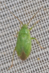 Orthotylus