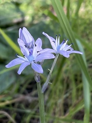 Hyacinthoides mauritanica