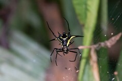 Micrathena schreibersi