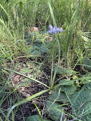 Hyacinthoides mauritanica
